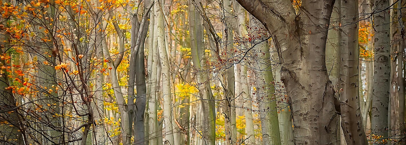 Baumschnitt in Wien, Baum fällen