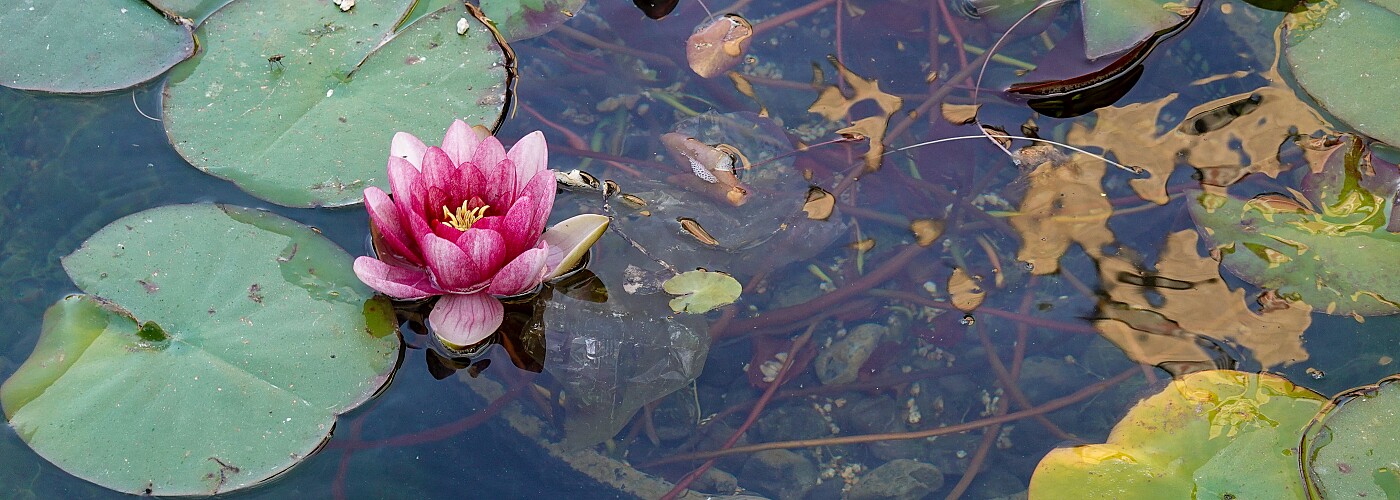 Naturpool für den eigenen Garten, Naturpool