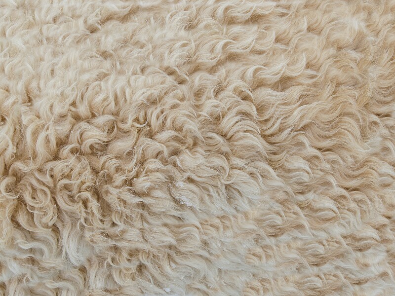 Wärmedämmung mit Schafwolle